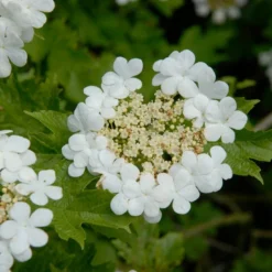 Gelderse Roos (Viburnum Opulus)