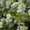 Sneeuwbes (Symphoricarpos 'Magical Galaxy®)