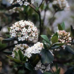 Sneeuwbal (Viburnum Burkwoodii) -Aanbiedingen Hortus Groei Winkel viburkwo 14
