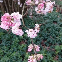 Sneeuwbal (Viburnum Bodnantense 'Dawn') -Aanbiedingen Hortus Groei Winkel viburnum bodn. charles lamont 2