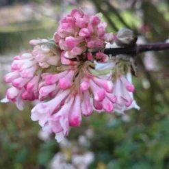 Sneeuwbal (Viburnum Bodnantense 'Charles Lamont') 10 Sneeuwbal (Viburnum Bodnantense 'Charles Lamont') -Aanbiedingen Hortus Groei Winkel viburnum bodn. charles lamont 3