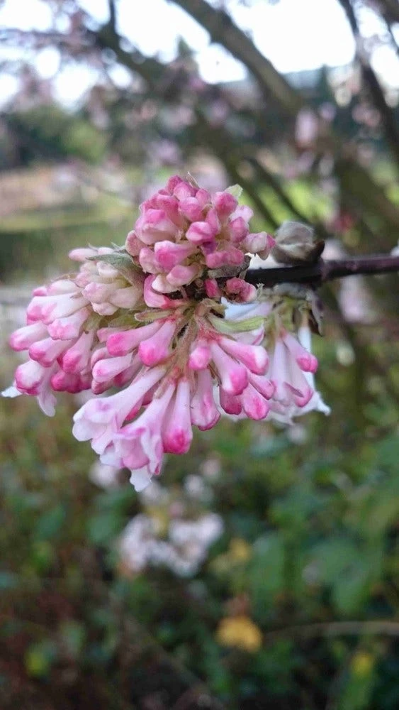Sneeuwbal (Viburnum Bodnantense 'Charles Lamont') 3 Sneeuwbal (Viburnum Bodnantense 'Charles Lamont') - Afbeelding 3