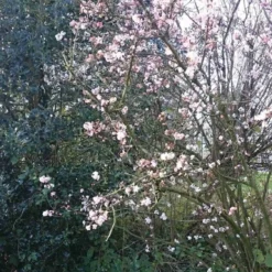 Sneeuwbal (Viburnum Bodnantense 'Charles Lamont') 14 Sneeuwbal (Viburnum Bodnantense 'Charles Lamont') -Aanbiedingen Hortus Groei Winkel viburnum bodn. charles lamont 4