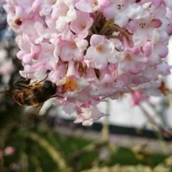 Sneeuwbal (Viburnum Bodnantense 'Charles Lamont') 15 Sneeuwbal (Viburnum Bodnantense 'Charles Lamont') -Aanbiedingen Hortus Groei Winkel viburnum bodn. charles lamont 5