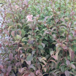 Sneeuwbal (Viburnum Bodnantense 'Dawn') -Aanbiedingen Hortus Groei Winkel viburnum bodnantense dawn 5
