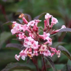 Sneeuwbal (Viburnum Bodnantense 'Dawn') -Aanbiedingen Hortus Groei Winkel viburnum bodnantense dawn 6