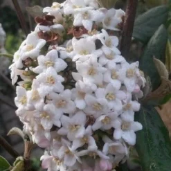 Sneeuwbal (Viburnum Burkwoodii) -Aanbiedingen Hortus Groei Winkel viburnum burkwoodii2