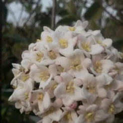 Sneeuwbal (Viburnum Burkwoodii) -Aanbiedingen Hortus Groei Winkel viburnum burkwoodii3