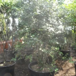 Sneeuwbal (Viburnum Burkwoodii) -Aanbiedingen Hortus Groei Winkel viburnum burkwoodii 200 250 300 c240