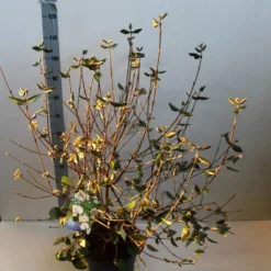 Sneeuwbal (Viburnum Burkwoodii) -Aanbiedingen Hortus Groei Winkel viburnum burkwoodii 80 100 cm co. 7.5l v kopie