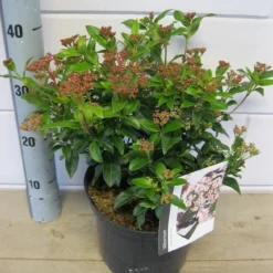 Groenblijvende Sneeuwbal (Viburnum Tinus 'Eve Price') -Aanbiedingen Hortus Groei Winkel viburnum eve price c5 6 11 2018 2