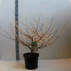 Sneeuwbal (Viburnum Plicatum 'Mariesii') -Aanbiedingen Hortus Groei Winkel viburnum plic mariessii 80 10 cm co. 10l kopie