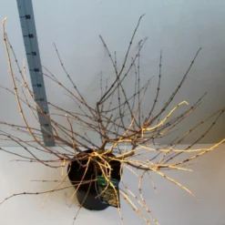 Sneeuwbal (Viburnum Plicatum 'Mariesii') -Aanbiedingen Hortus Groei Winkel viburnum plic mariessii 80 10 cm co. 10lv kopie