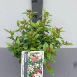 Groenblijvende Sneeuwbal (Viburnum Tinus 'Eve Price') -Aanbiedingen Hortus Groei Winkel viburnum tinus eve price