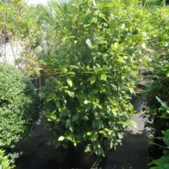 Groenblijvende Sneeuwbal (Viburnum Tinus 'Eve Price') -Aanbiedingen Hortus Groei Winkel viburnum tinus eve price 125 150 c50