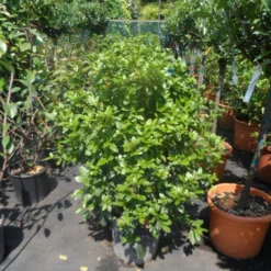 Groenblijvende Sneeuwbal (Viburnum Tinus 'Eve Price') -Aanbiedingen Hortus Groei Winkel viburnum tinus eve price 80 100 c20
