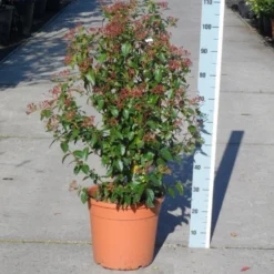 Groenblijvende Sneeuwbal (Viburnum Tinus 'Eve Price') -Aanbiedingen Hortus Groei Winkel viburnum tinus eve price 80 100 c20