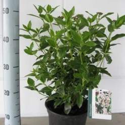 Groenblijvende Sneeuwbal (Viburnum Tinus 'Eve Price') -Aanbiedingen Hortus Groei Winkel viburnum tinus eve price c3 september 2