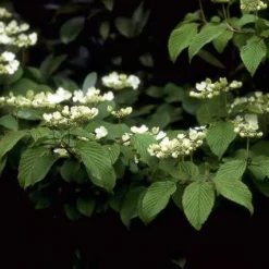 Sneeuwbal (Viburnum Plicatum 'Mariesii') -Aanbiedingen Hortus Groei Winkel vipmarie 10