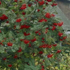 Vogelvriendelijke Haag 5 Vogelvriendelijke Haag -Aanbiedingen Hortus Groei Winkel visi07503