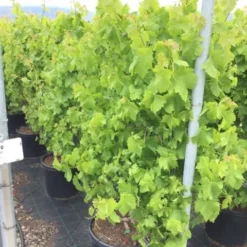 Blauwe Druif Als Leivorm (Vitis Vinifera 'Crimson')