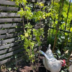 Vlier (Sambucus Nigra) -Aanbiedingen Hortus Groei Winkel vlier sambucus nigra