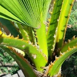 Washingtonia (Washingtonia Robusta) 14 Washingtonia (Washingtonia Robusta) -Aanbiedingen Hortus Groei Winkel washingtoniarobusta04 1