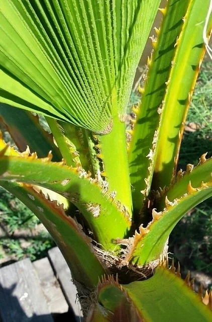 Washingtonia (Washingtonia Robusta) 5 Washingtonia (Washingtonia Robusta) - Afbeelding 5