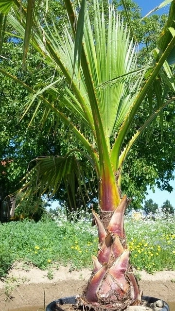 Washingtonia (Washingtonia Robusta) 2 Washingtonia (Washingtonia Robusta) - Afbeelding 2