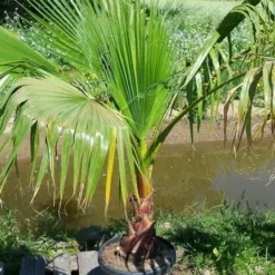 Washingtonia (Washingtonia Robusta) 17 Washingtonia (Washingtonia Robusta) -Aanbiedingen Hortus Groei Winkel washingtoniarobusta10 1