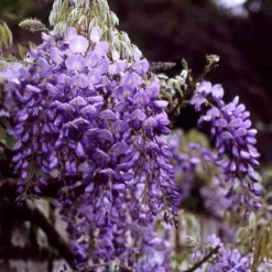 Aanbiedingen Hortus Groei Winkel 5 Blauwe Regen (Wisteria Sinensis)