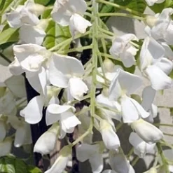 Blauwe Regen, Wit (Wisteria Brachybotrys 'Kapitan Fuji')