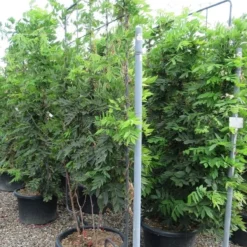 Blauwe Regen Als Leivorm (Wisteria Brachybotrys 'Yokohama Fuji') -Aanbiedingen Hortus Groei Winkel wisteria 110x180 leivorm 1