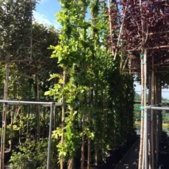 Blauwe Regen (Wisteria Sinensis 'Prolific') -Aanbiedingen Hortus Groei Winkel wisteria 300 400