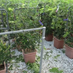 Blauwe Regen Als Leivorm (Wisteria Brachybotrys 'Yokohama Fuji') -Aanbiedingen Hortus Groei Winkel wisteria 52x110 leivorm 1