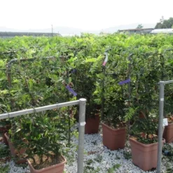 Blauwe Regen Als Leivorm (Wisteria Brachybotrys 'Yokohama Fuji') -Aanbiedingen Hortus Groei Winkel wisteria 52x110 leivorm 2 1