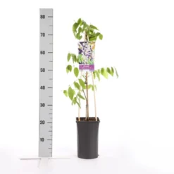 Blauwe Regen, Roze (Wisteria Floribunda 'Rosea') -Aanbiedingen Hortus Groei Winkel wisteria floribunda rosea 1