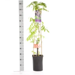 Blauwe Regen, Roze (Wisteria Floribunda 'Rosea') -Aanbiedingen Hortus Groei Winkel wisteria floribunda rosea 1.00 1.25 1