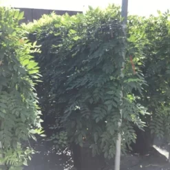 Blauwe Regen Als Leivorm (Wisteria Brachybotrys 'Yokohama Fuji') -Aanbiedingen Hortus Groei Winkel wisteria lage leivorm 2 1