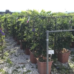 Blauwe Regen Als Leivorm (Wisteria Brachybotrys 'Yokohama Fuji') -Aanbiedingen Hortus Groei Winkel wisteria lage leivorm c18 1