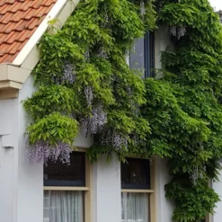 Blauwe Regen (Wisteria Sinensis 'Prolific') -Aanbiedingen Hortus Groei Winkel wisteria sin. prolific