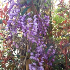 Blauwe Regen (Wisteria Sinensis 'Prolific') -Aanbiedingen Hortus Groei Winkel wisteria sin. prolific 3
