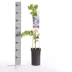 Blauwe Regen (Wisteria Sinensis) -Aanbiedingen Hortus Groei Winkel wisteria sinensis