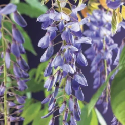 Aanbiedingen Hortus Groei Winkel -Aanbiedingen Hortus Groei Winkel wisteria sinensis 2