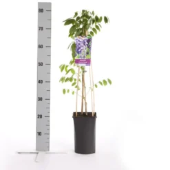 Blauwe Regen (Wisteria Sinensis 'Prolific') -Aanbiedingen Hortus Groei Winkel wisteria sinensis prolific
