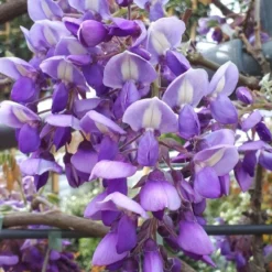 Blauwe Regen Als Leivorm (Wisteria Brachybotrys 'Yokohama Fuji') -Aanbiedingen Hortus Groei Winkel wisteria yokohama fji 1