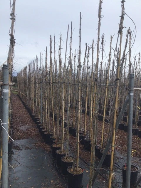 Blauweregen (Wisteria Floribunda 'Domino') 2 Blauweregen (Wisteria Floribunda 'Domino') - Afbeelding 2