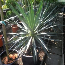 Palmlelie (Yucca Gloriosa) -Aanbiedingen Hortus Groei Winkel yucca gloriosa 100 125 c50 1
