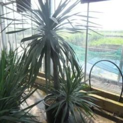 Palmlelie (Yucca Gloriosa) -Aanbiedingen Hortus Groei Winkel yucca gloriosa 100stam c50