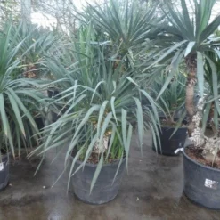 Palmlelie (Yucca Gloriosa) -Aanbiedingen Hortus Groei Winkel yucca gloriosa 140 160